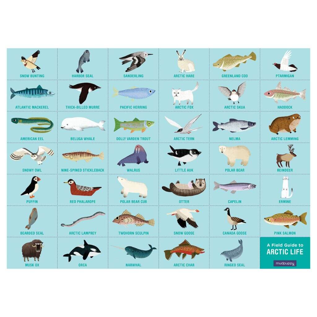 Arctic Life Search Find Puzzle 64 Pieces Mudpuppy