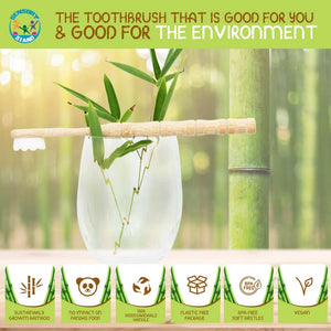Biodegradable toothbrush in a jar with bamboo leaves